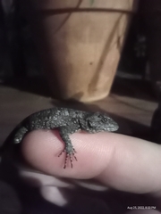 Sceloporus undulatus