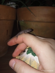 Sceloporus undulatus