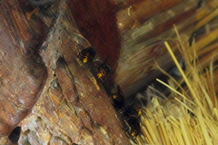 Vespa crabro flavofasciata