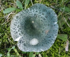 Virescentinae