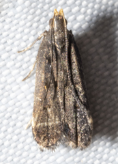 Dichomeris juncidella