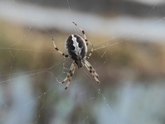 Neoscona theisi