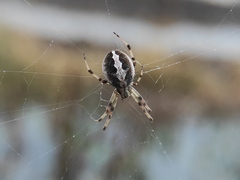 Neoscona theisi