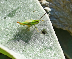 Euthystira brachyptera