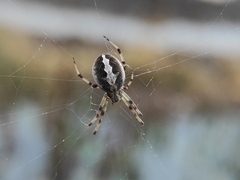 Neoscona theisi