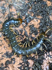 Cormocephalus westwoodi