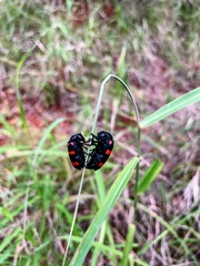 Hycleus biundulatus