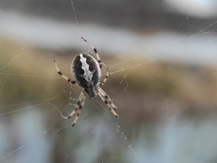Neoscona theisi