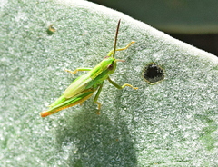 Euthystira brachyptera