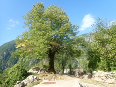 Fagaceae