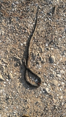 Hierophis viridiflavus