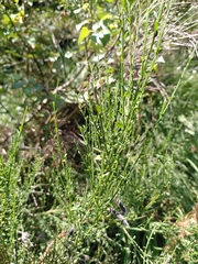 Cytisus scoparius