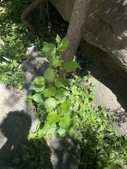 Populus maximowiczii