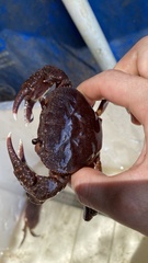 Indochinamon chinghungense