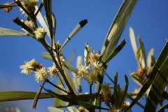 Acacia heterophylla image
