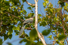 Cyanopica cyanus