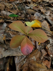 Lysimachia europaea