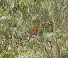 Platycercus elegans elegans