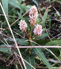 Persicaria amphibia