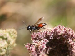 Astata