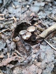 Cyathus olla