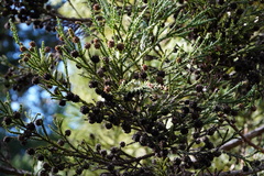 Cryptomeria japonica