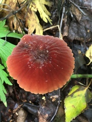 Marasmius
