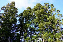 Cryptomeria japonica