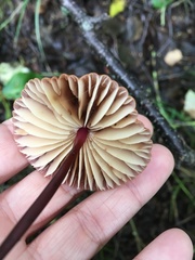 Marasmius