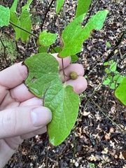 Celtis reticulata