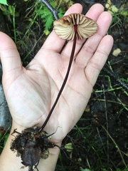 Marasmius