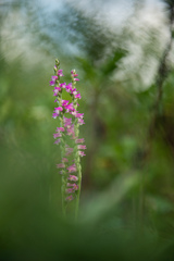 Spiranthes australis
