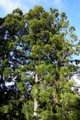 Cryptomeria japonica