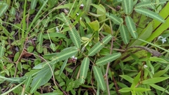 Neptunia pubescens