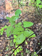 Celtis reticulata