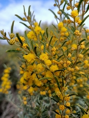 Acacia wilhelmiana