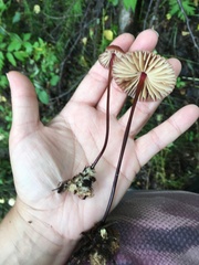 Marasmius
