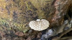 Favolaschia xtbgensis