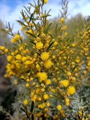 Acacia wilhelmiana
