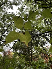 Celtis reticulata