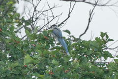 Cyanopica cyanus