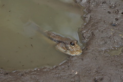 Periophthalmodon schlosseri