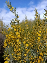 Acacia wilhelmiana