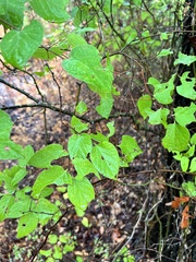 Celtis reticulata