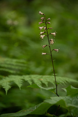 Parasenecio praetermissus