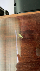 Meconema thalassinum