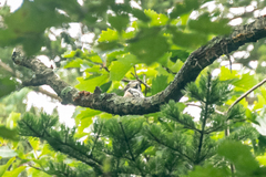 Dendrocopos leucotos