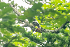 Dendrocopos leucotos