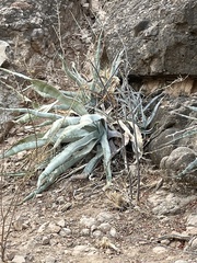 Agave sobria sobria