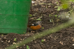 Phoenicurus auroreus